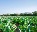 Peters Biogas Luttelgeest Vanuit Het Land